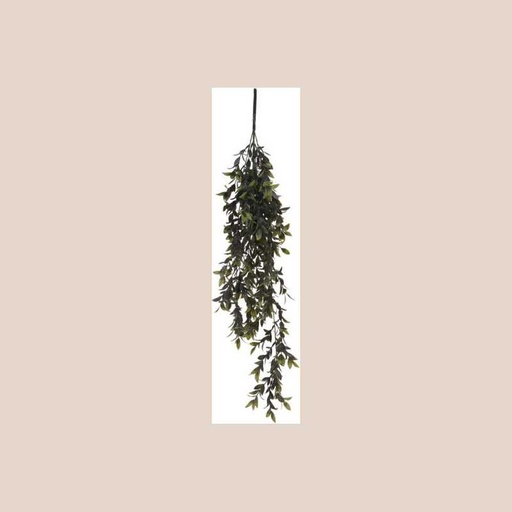 Plante pendantes 2