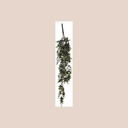 Plante pendantes 3