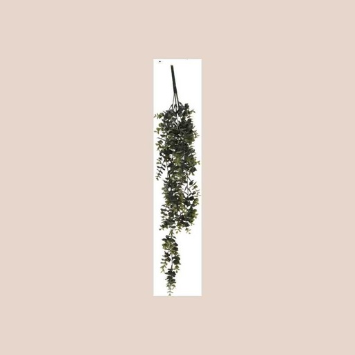 Plante pendantes 3
