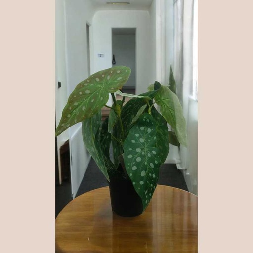 Plante dans pot plastique vert a poid