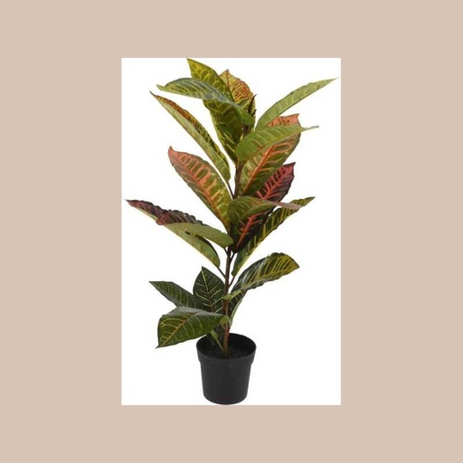 Plant calathea in pp pot 65cm