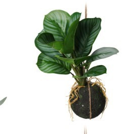 Hanglants dans pot 30cm modèle b petit poids