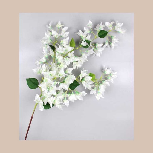 Bouganvillea 120 cms crema