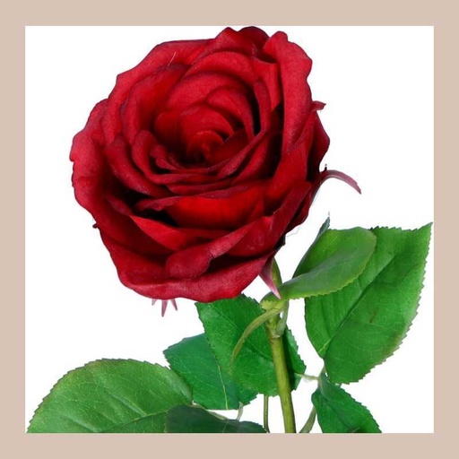 Rose sur tige polyester