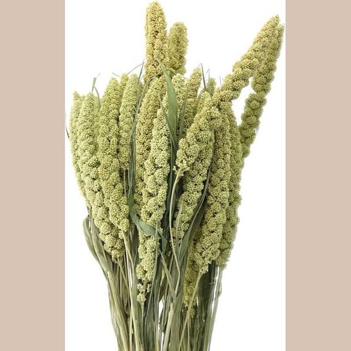Bouquet setaria sur tige fleur séchée