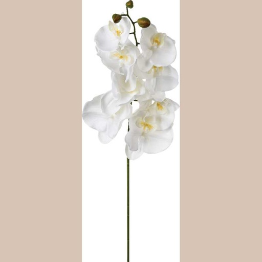 Tige orchidee h108
