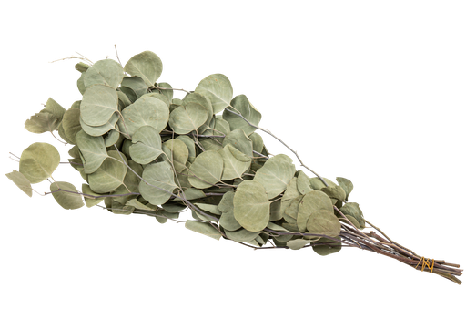 Bouquet d'eucalyptus seche vert 70cm env 120g