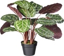 Calathee plastique