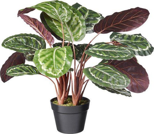 Calathee plastique