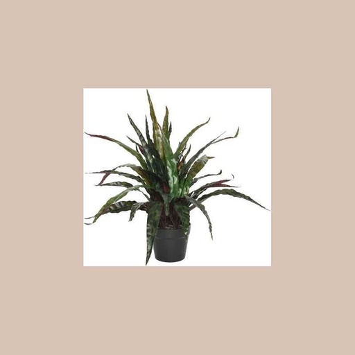 Pot de calathee plastique