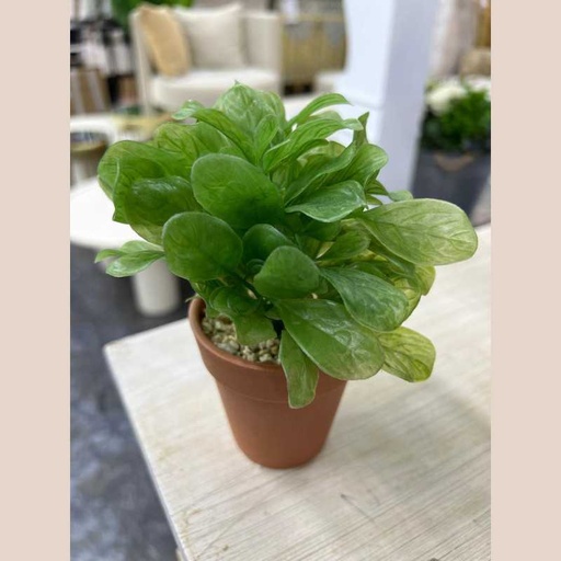 Plante plastique epinards
