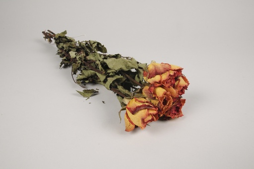 Rose fleur sechee orange