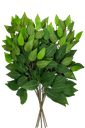 5 branches de ficus vert 40x30cm su r tige 15cm