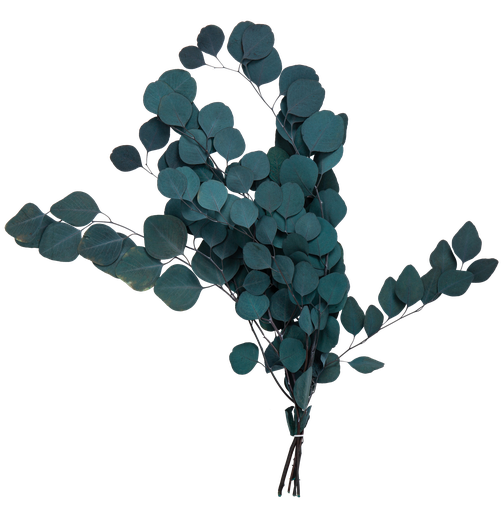 Bouquet d'eucalyptus vert fonce st abilise env 50 a 75cm 100g