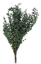 Bouquet de buis vert fonce stabilis e env 75 a 85cm 100g
