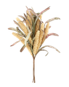 Bouquet d'epis de millet creme et feuilles 50cm