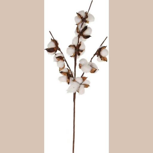 Tige cotton 9 pick 54cm
