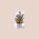 Plante en pot champagne 22 cm - modèle eucalyptus