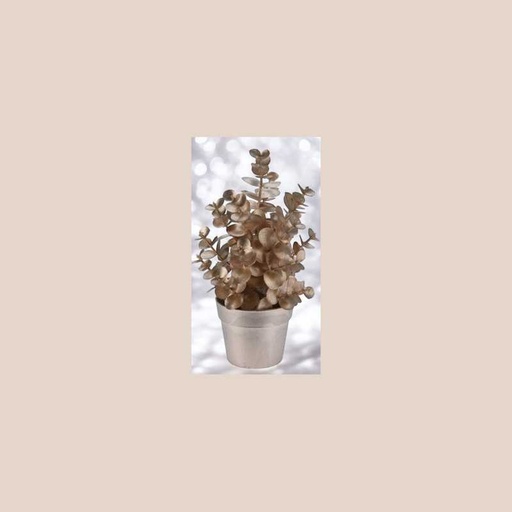 Plante en pot champagne 22 cm - modèle eucalyptus