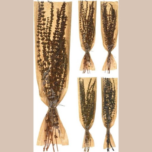 Branches natural dried -marron