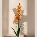 Tige muflier orange
