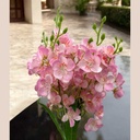 Bouquet alstromeria rose