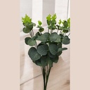 Tige eucalyptus