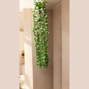 Liane eucalypts vert clair