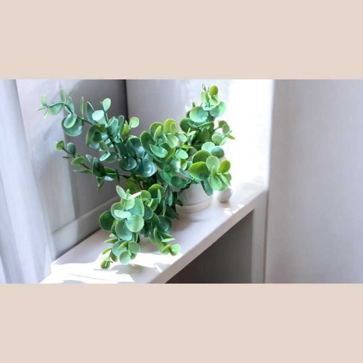 Fleurs eucalyptus vert blanc