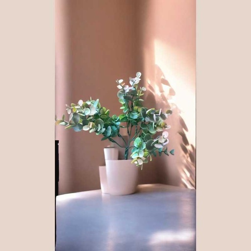 Fleurs eucaliptus