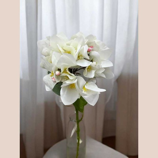 Tige bougaivillier blanc