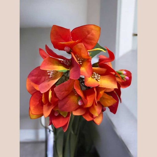 Tige bougaivillier orange