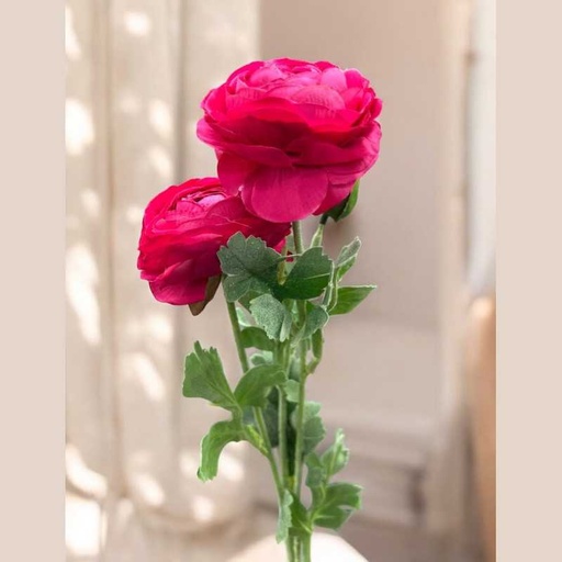 Tige renoncules fushia