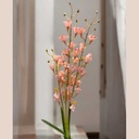 Tige oncidium rose