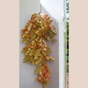 Plante pendant colu marron