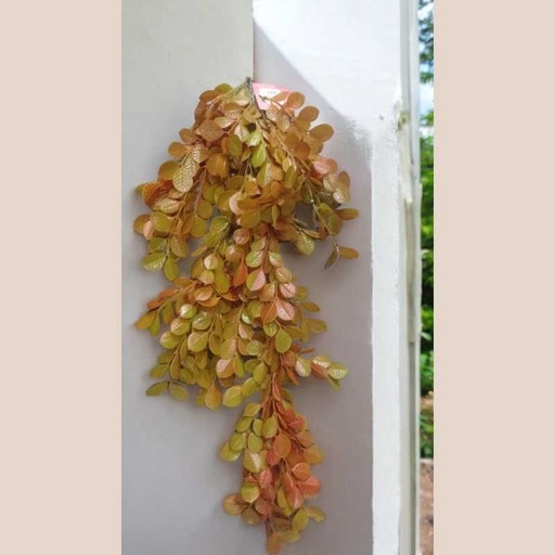 Plante pendant colu marron