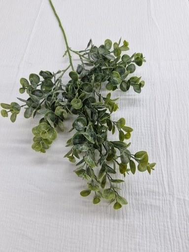 Bouquet eucalyptus 