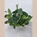 Tige eucalyptus epais