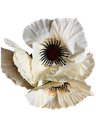 Bouquet coquelicot 