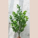 Bouquet eucalyptus