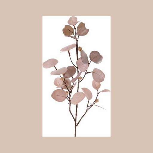 Branche eucalyptus rose