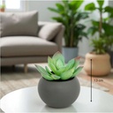 Plante Anda suspendue en pot rond gris h50