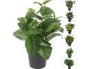 Plante en  pot vert foncé 28cm