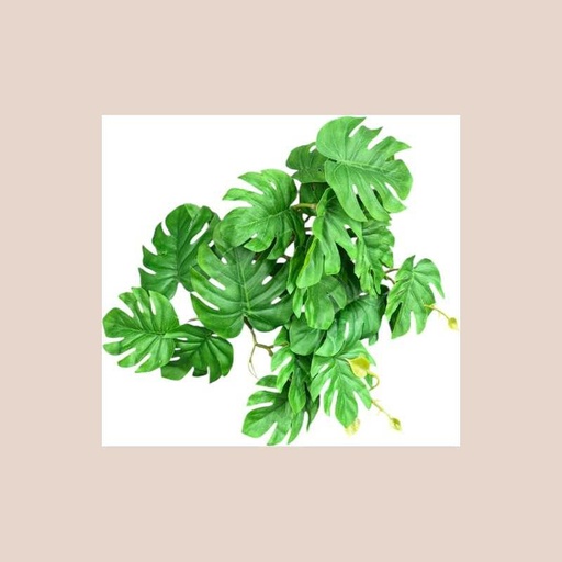 Petit bouquet monstera vert