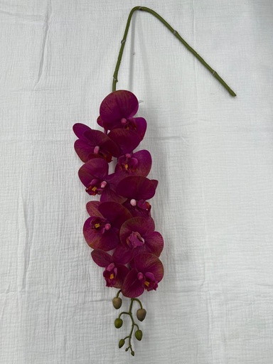 Fleurs 