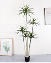 Yucca 5 troncs