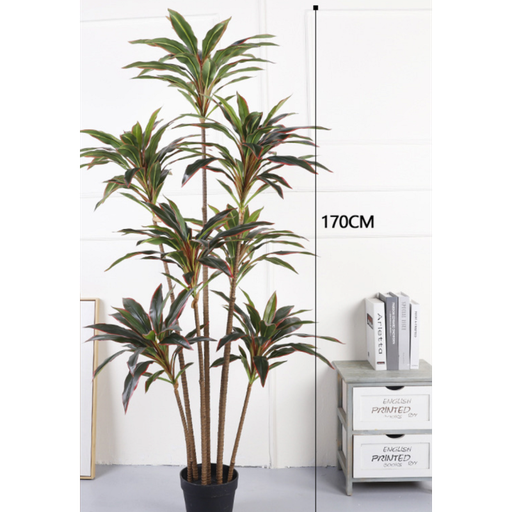 Yucca 7 troncs