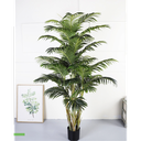 Plante palmier