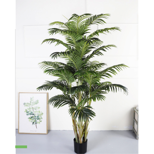 Plante palmier
