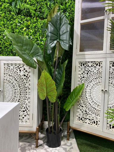 Plante hauteur 1.5m